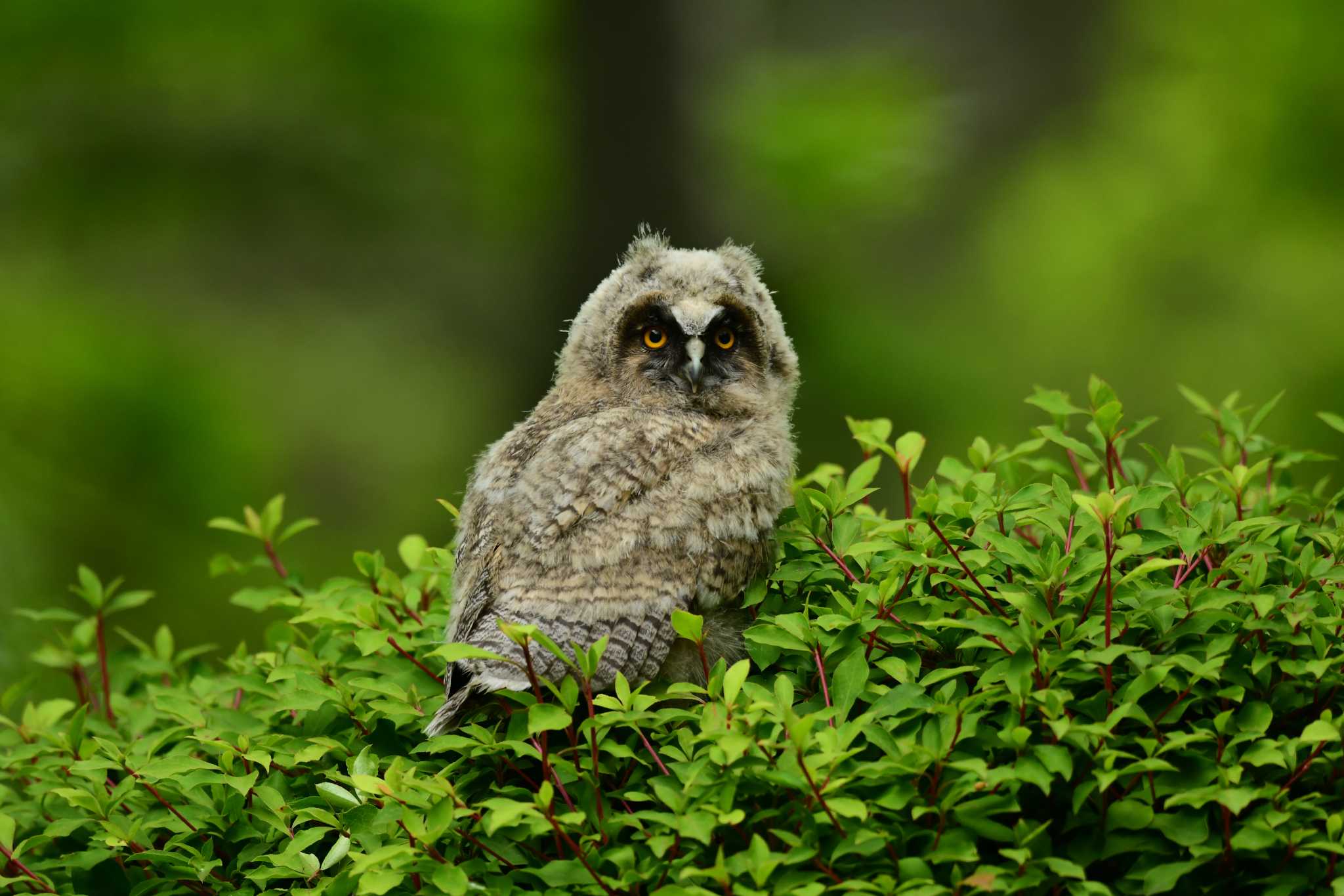 トラフズクのヒナ鳥 by ひらさん