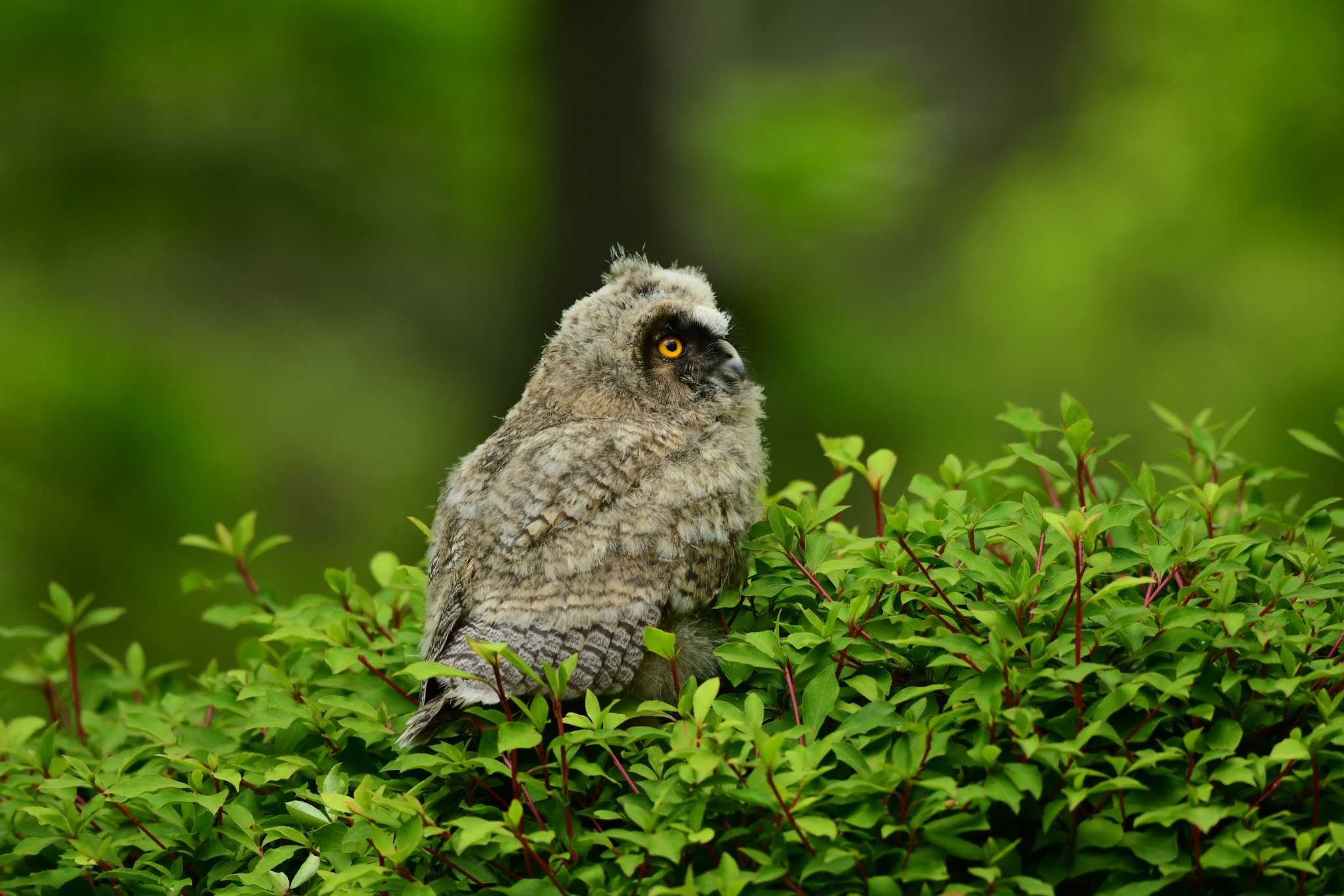 トラフズクのヒナ鳥 by ひらさん