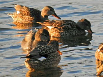 オカヨシガモ 淀川河川公園（枚方地区） 2018年1月4日(木)