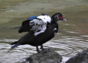 Muscovy Duck 檜町公園(東京ミッドタウン) Sun, 11/21/2021