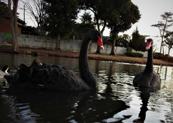 Black Swan 大塚池 Sat, 12/18/2021