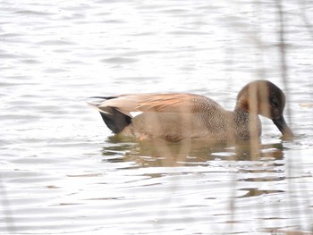 オカヨシガモ 淀川河川公園（枚方地区） 2018年1月4日(木)