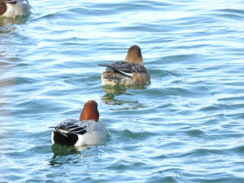 ヒドリガモ 淀川河川公園（枚方地区） 2018年1月4日(木)