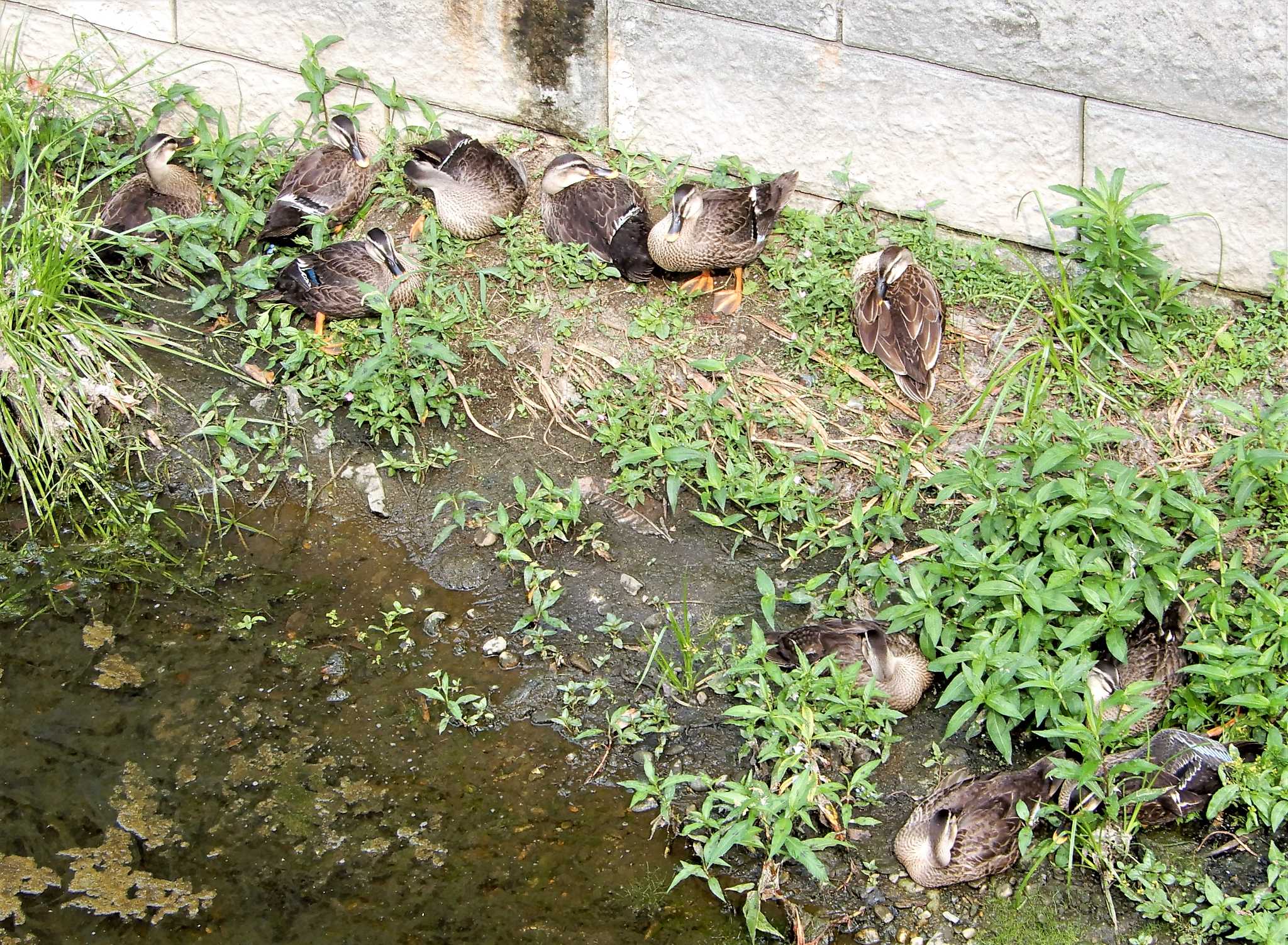 平和の森公園、妙正寺川 カルガモの写真 by morinokotori