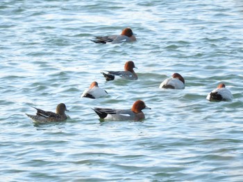 ヒドリガモ 淀川河川公園（枚方地区） 2018年1月4日(木)