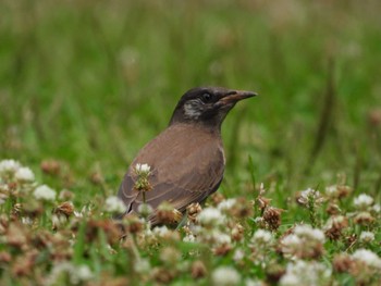 2022年6月20日(月) 都市緑化植物園(大阪府豊中市寺内)の野鳥観察記録