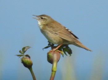 Sat, 6/18/2022 Birding report at 湧洞沼(豊頃町)