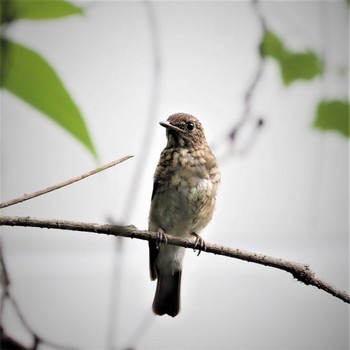 Blue-and-white Flycatcher 姫路市自然観察の森 Mon, 6/20/2022