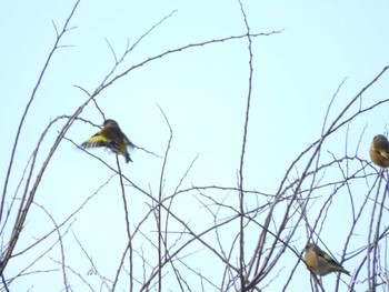 カワラヒワ 淀川河川公園（枚方地区） 2018年1月4日(木)