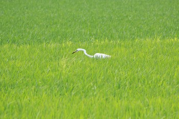 ダイサギ 千葉県 2022年6月19日(日)