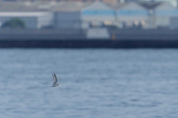 Sun, 6/19/2022 Birding report at Minatomirai