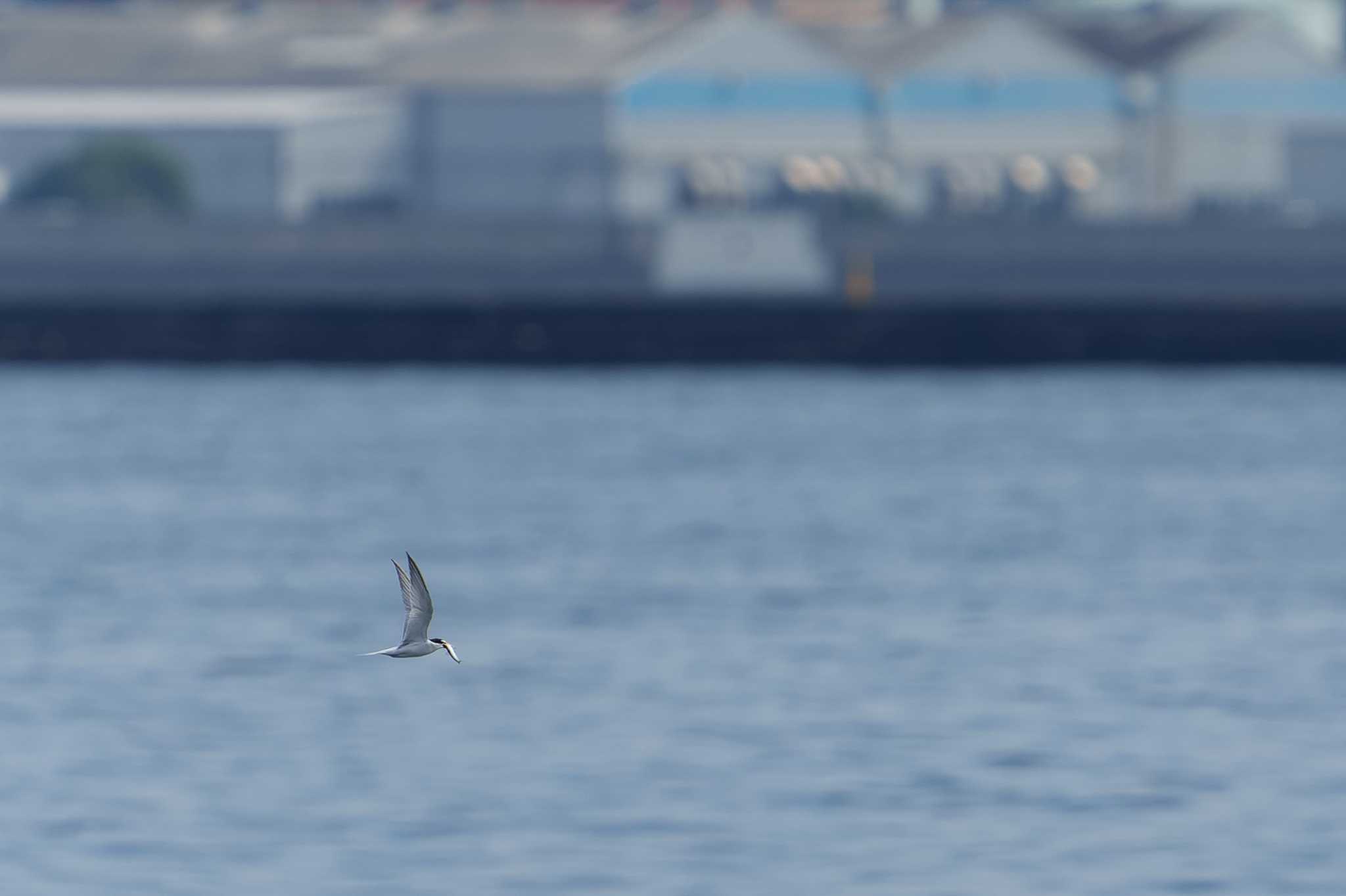 Photo of Little Tern at Minatomirai by nonta