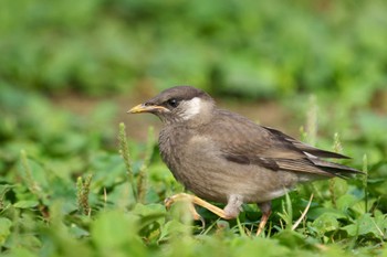 White-cheeked Starling Minatomirai Sun, 6/19/2022