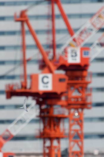 Little Tern Minatomirai Sun, 6/19/2022