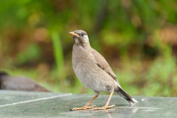 White-cheeked Starling Minatomirai Sun, 6/19/2022