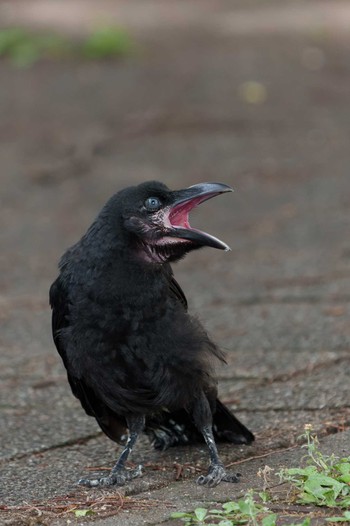 Large-billed Crow Minatomirai Sun, 6/19/2022