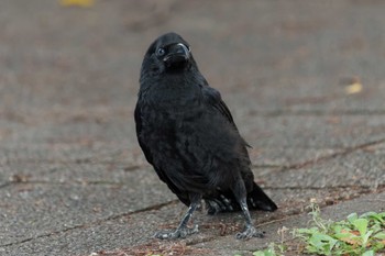 Large-billed Crow Minatomirai Sun, 6/19/2022