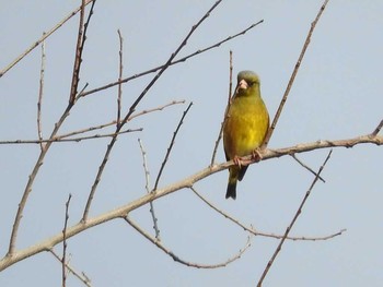 カワラヒワ 淀川河川公園（枚方地区） 2018年1月4日(木)