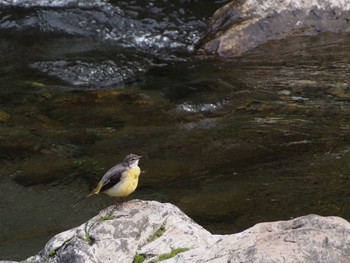 Grey Wagtail 多摩川 Mon, 6/20/2022