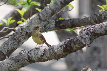 Masked Bunting Shiretoko Goko Lakes Fri, 5/20/2022