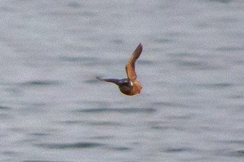 Common Kingfisher 天竜川 Mon, 6/20/2022