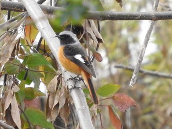 ジョウビタキ 淀川河川公園（枚方地区） 2018年1月4日(木)