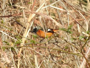 ジョウビタキ 淀川河川公園（枚方地区） 2018年1月4日(木)