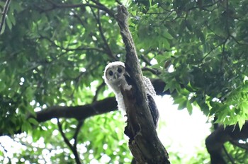 フクロウ 茨城県　つくば市 2022年6月21日(火)