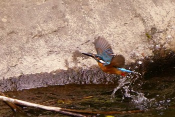 カワセミ 真駒内公園 2022年6月21日(火)