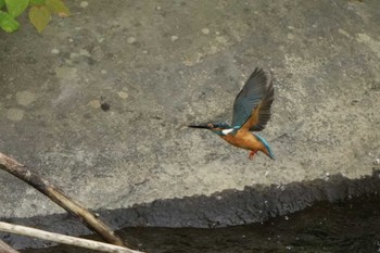 カワセミ 真駒内公園 2022年6月21日(火)