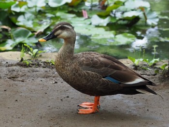 Eastern Spot-billed Duck 横浜市 Tue, 6/21/2022