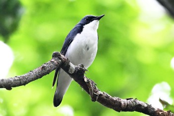 Siberian Blue Robin 栃木県 Sun, 6/19/2022