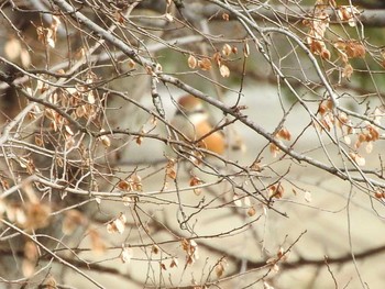 モズ 淀川河川公園（枚方地区） 2018年1月4日(木)