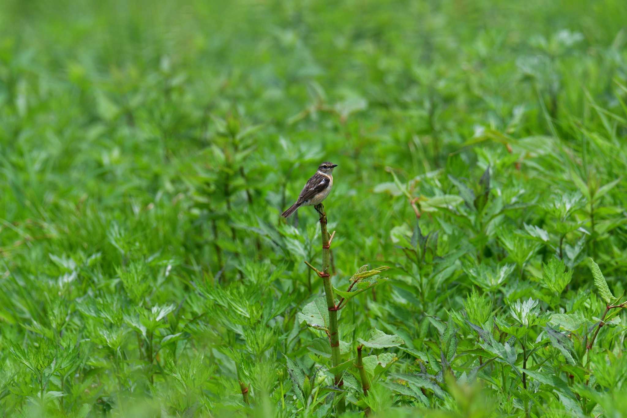 Amur Stonechat