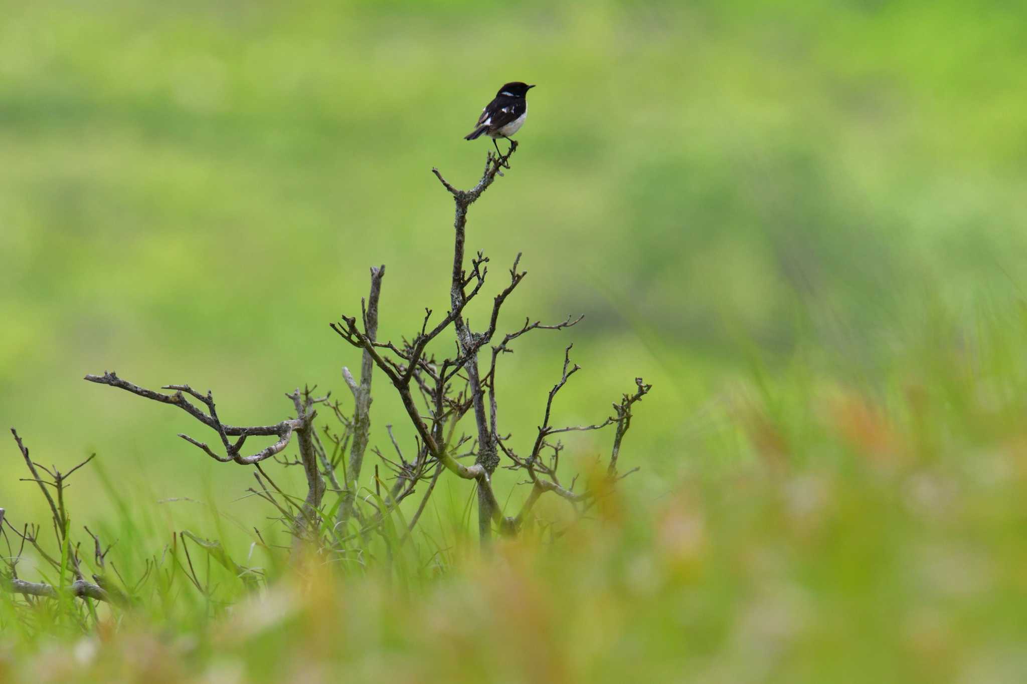 Amur Stonechat