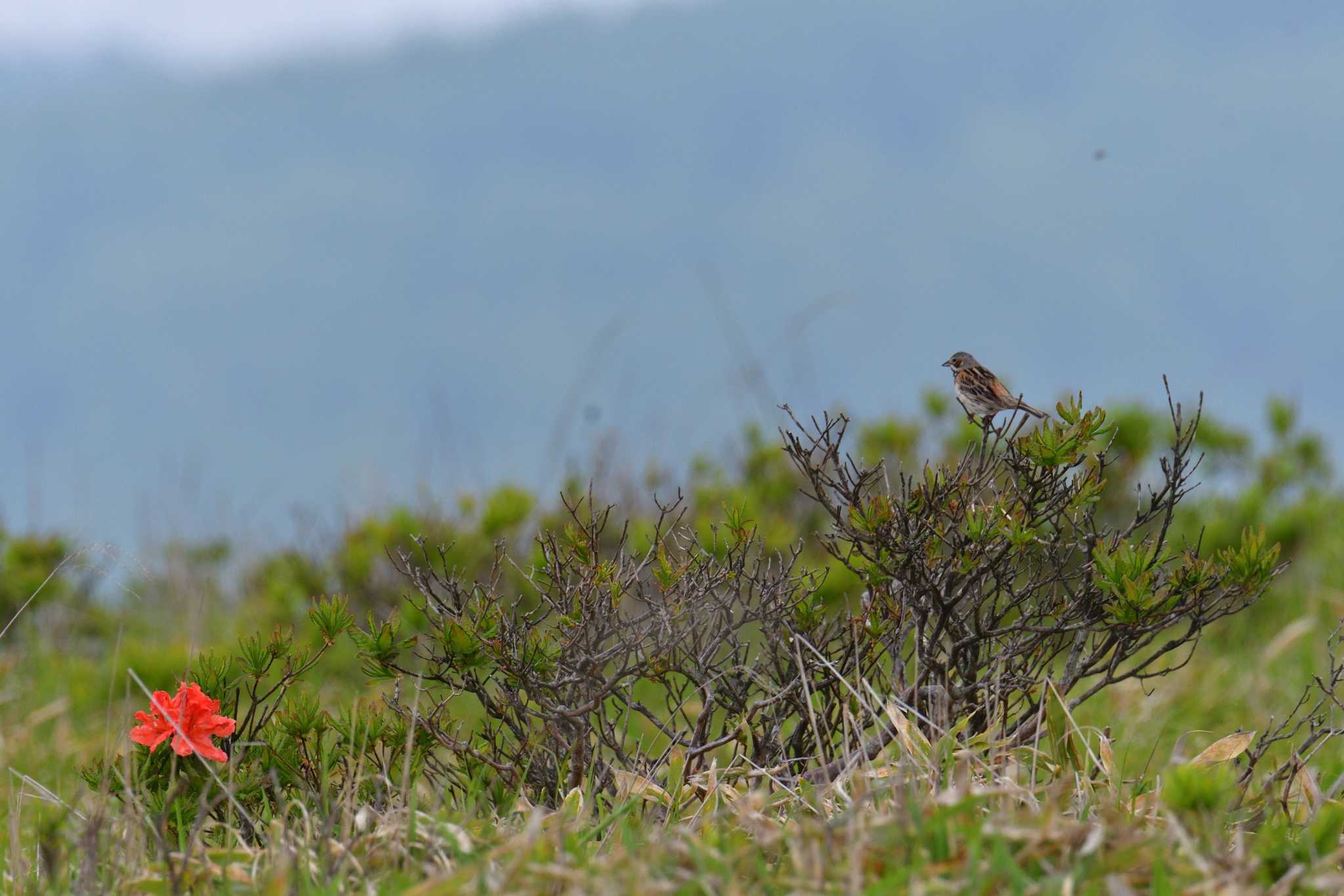 Photo of Chestnut-eared Bunting at Kirigamine Highland by やなさん