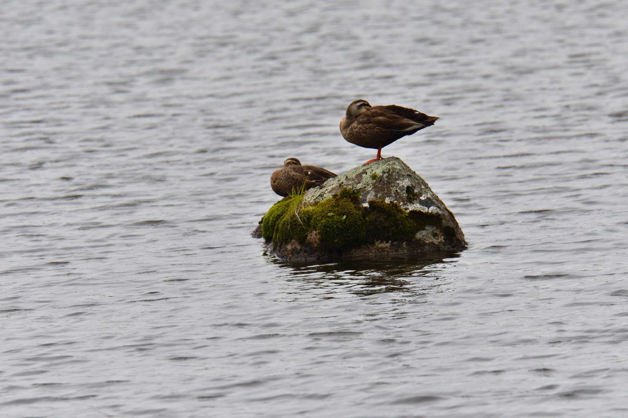 Eastern Spot-billed Duck