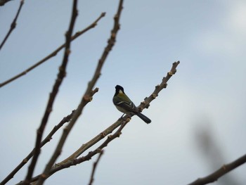 シジュウカラ 淀川河川公園（枚方地区） 2018年1月4日(木)