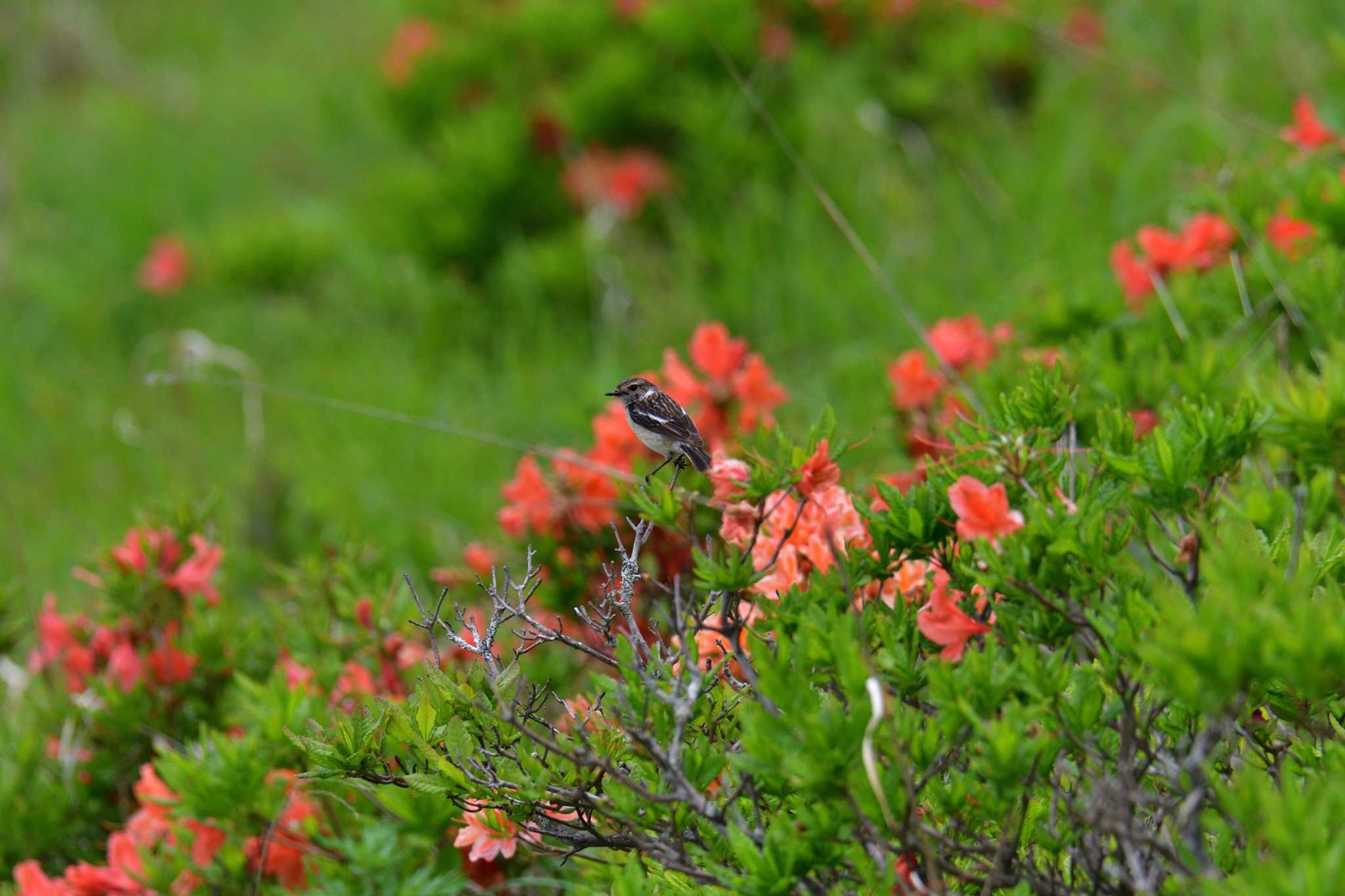 Amur Stonechat