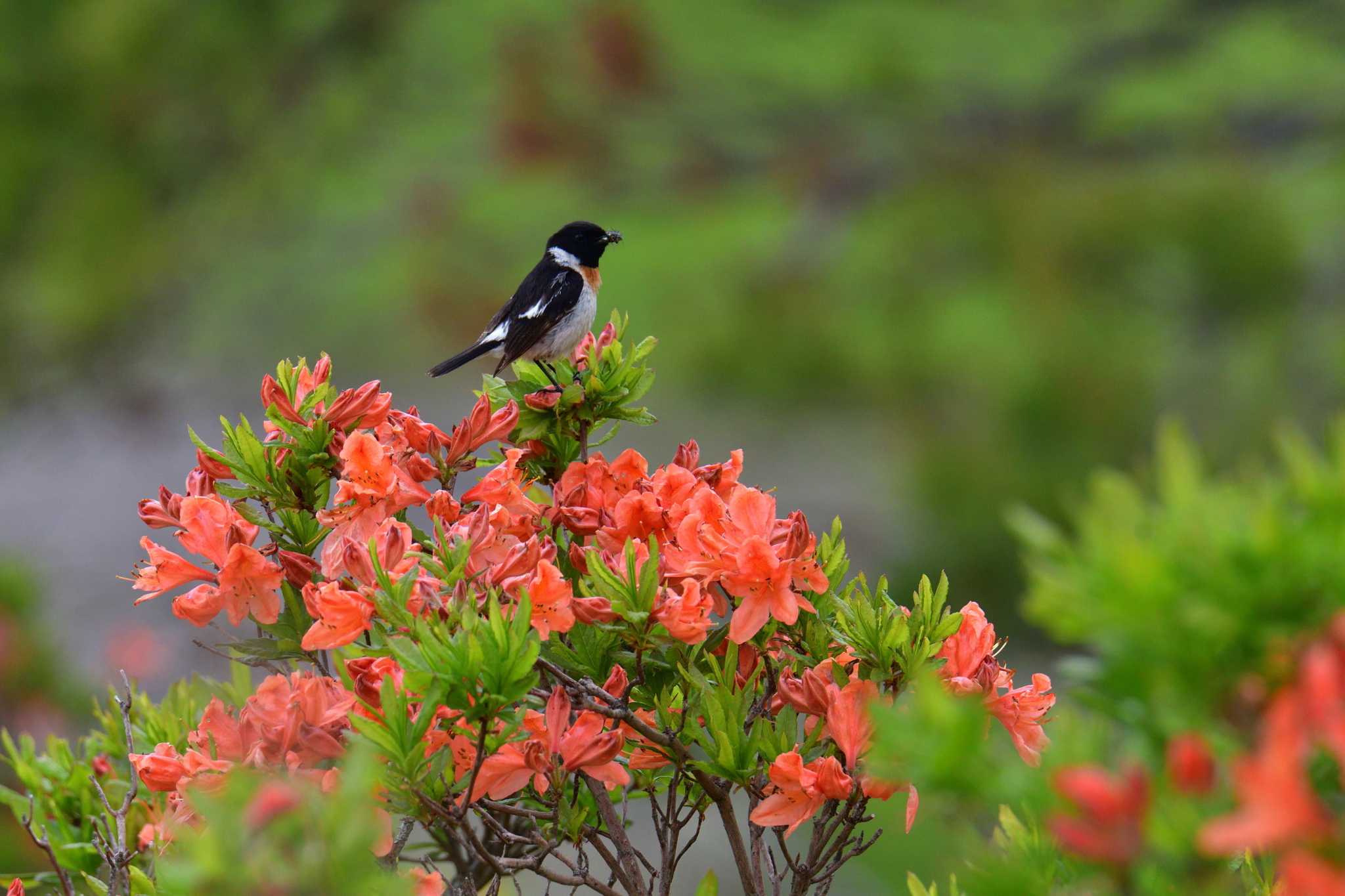 Amur Stonechat