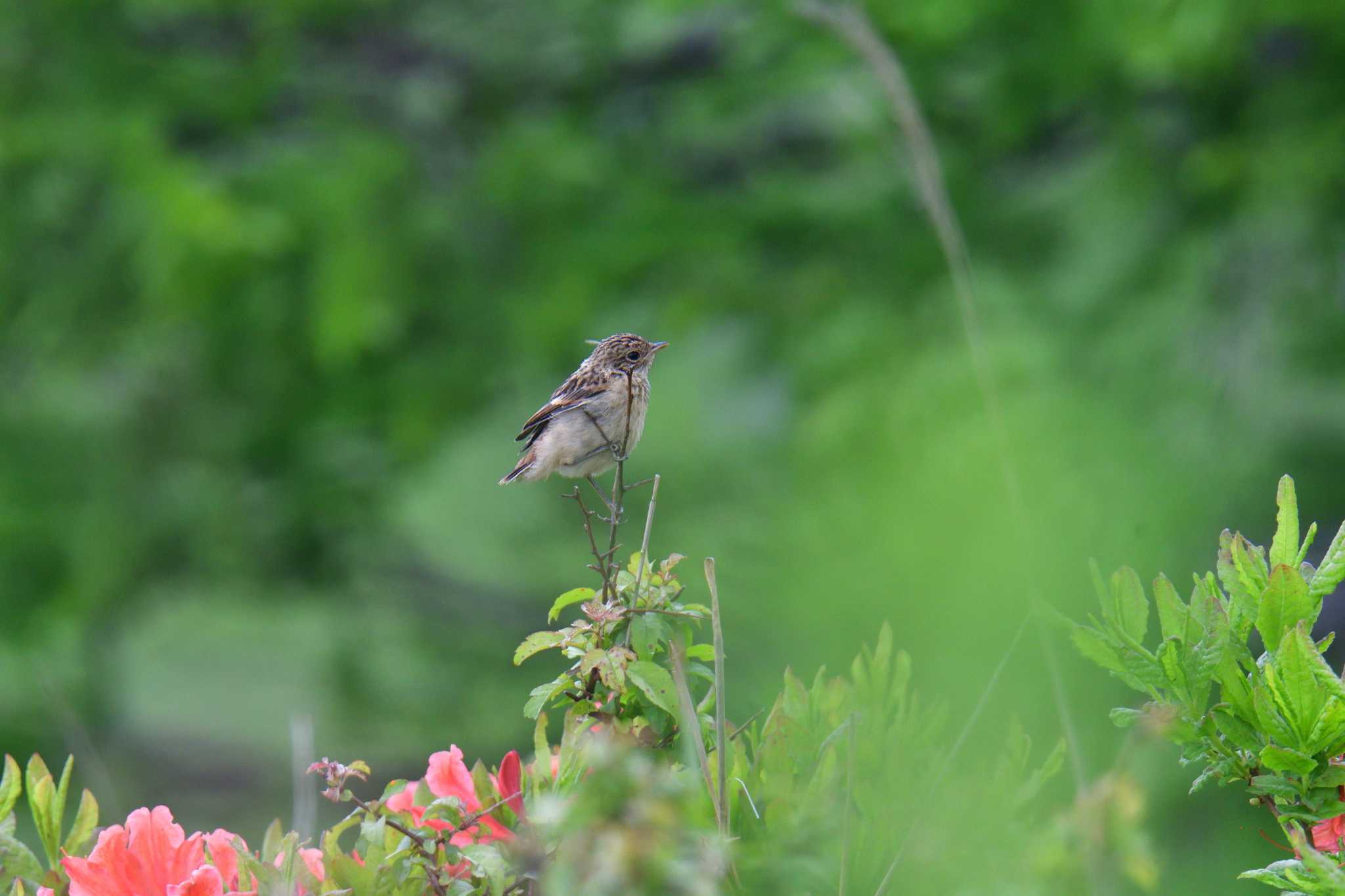 Amur Stonechat