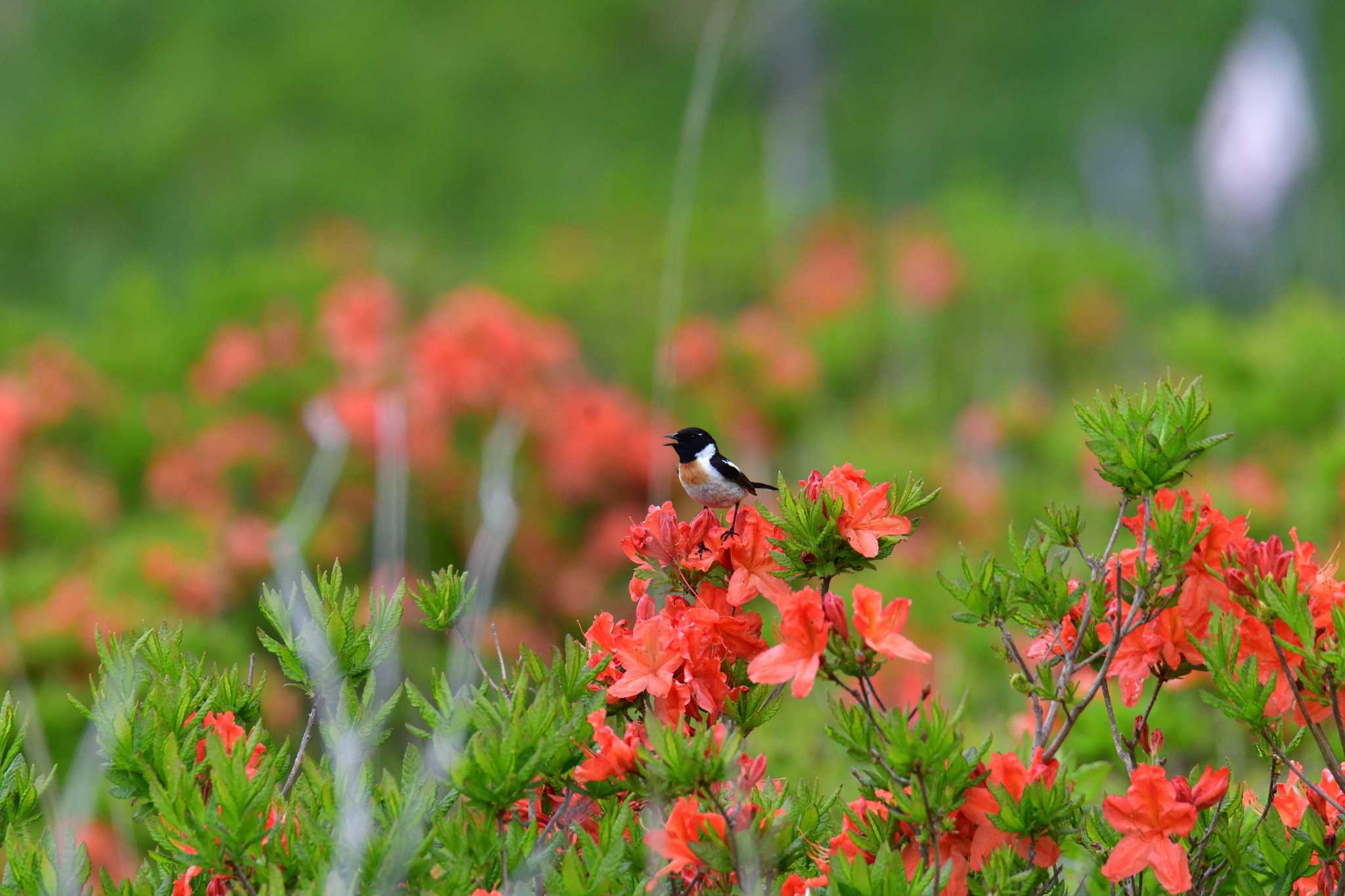 Photo of Amur Stonechat at Kirigamine Highland by やなさん