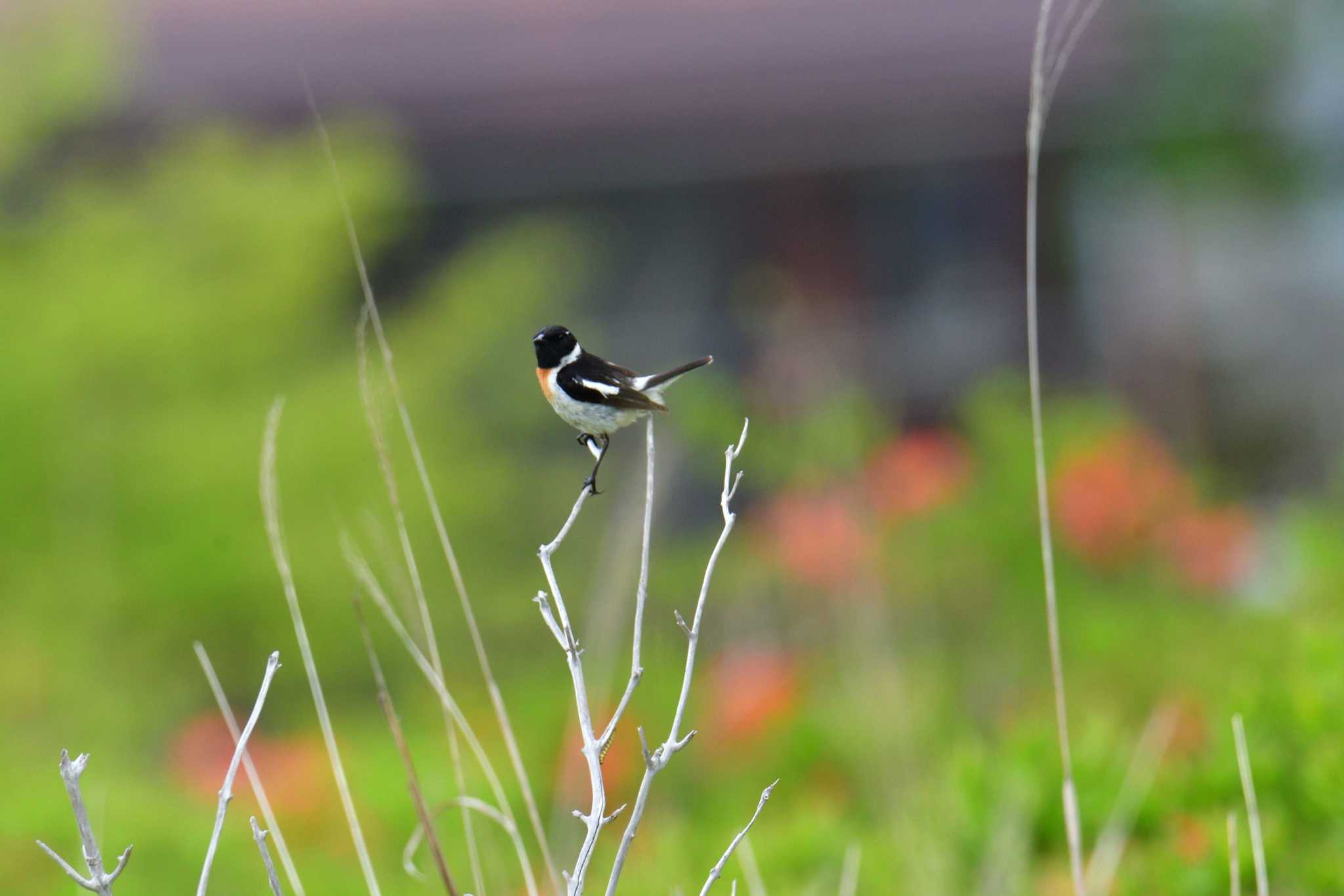 Amur Stonechat