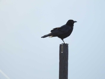 2018年1月4日(木) 淀川河川公園（枚方地区）の野鳥観察記録