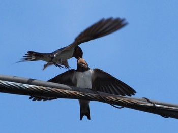 Barn Swallow 横浜市 Wed, 6/22/2022