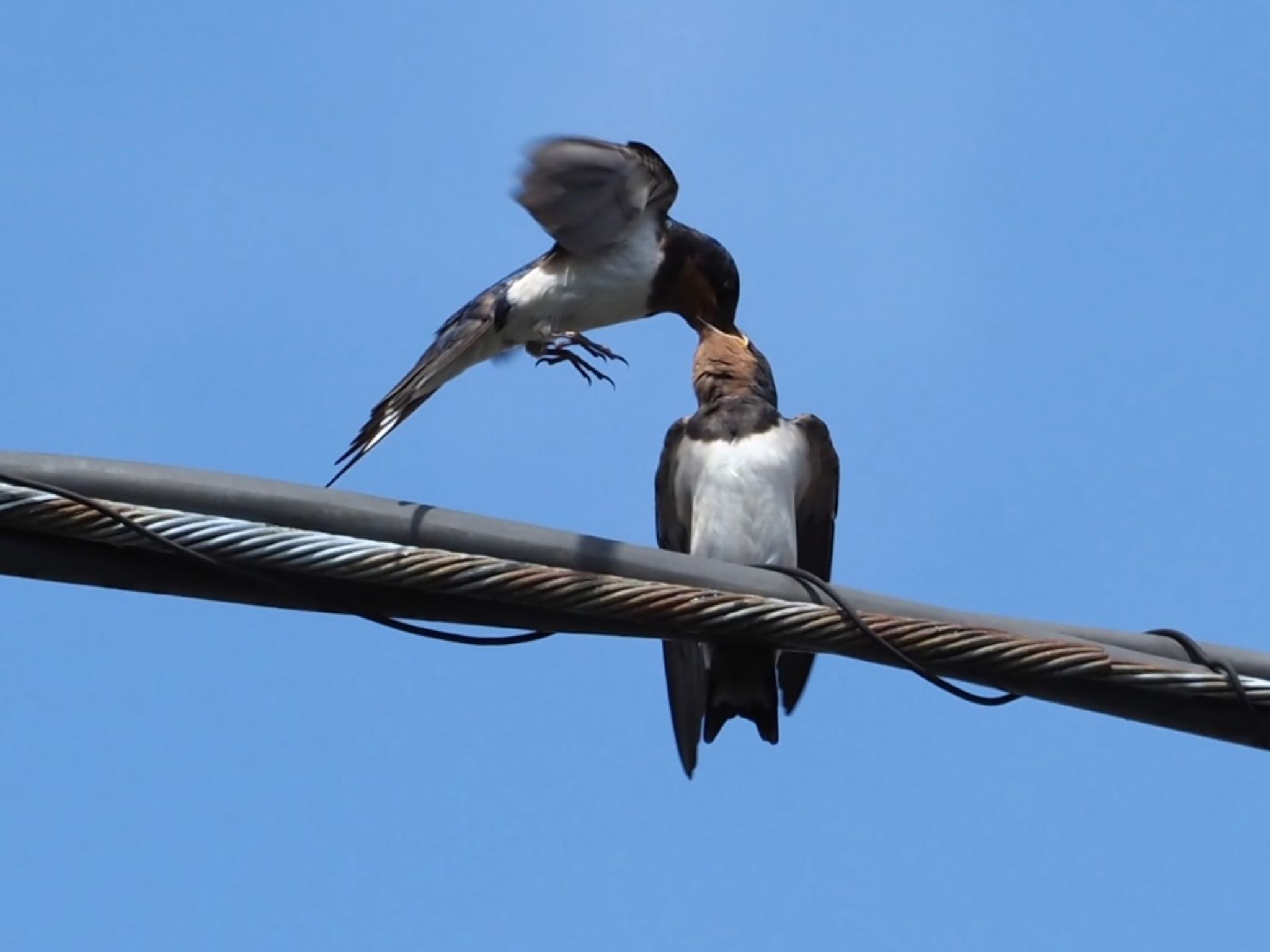 Photo of Barn Swallow at 横浜市 by カルル