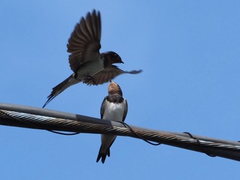 Barn Swallow 横浜市市道 Wed, 6/22/2022