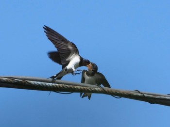 Barn Swallow 横浜市 Wed, 6/22/2022