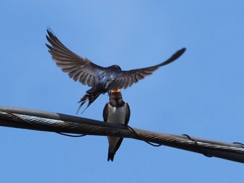 Barn Swallow 横浜市市道 Wed, 6/22/2022