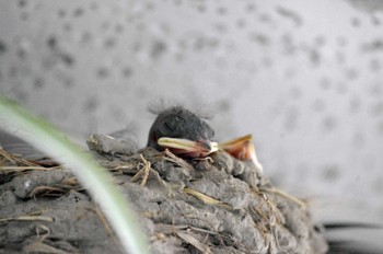 2022年6月22日(水) 大阪府の野鳥観察記録